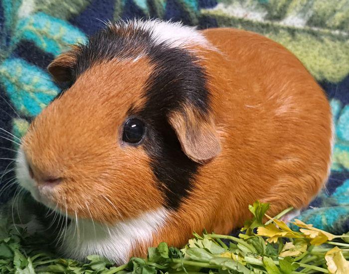 Emerald , an adoptable Short-Haired in Gary, IN image 2/3