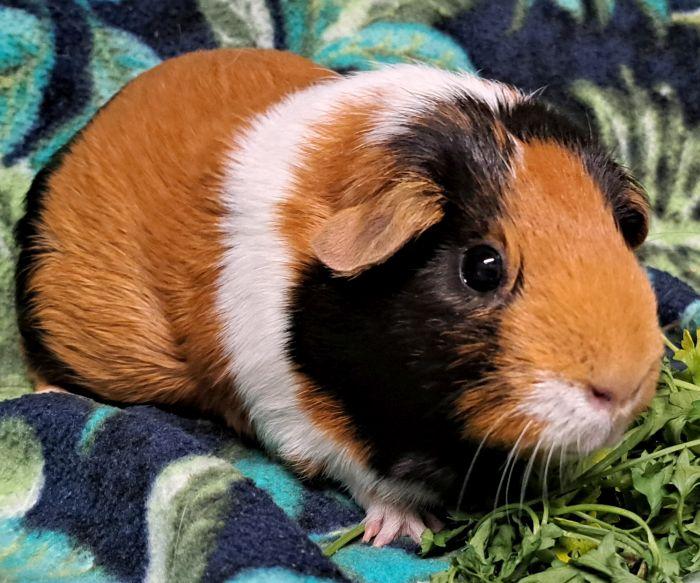 Emerald , an adoptable Short-Haired in Gary, IN image 3/3