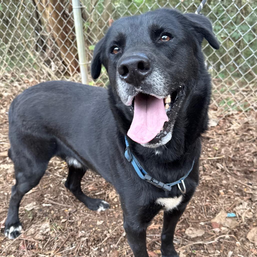 Achilles, Adoptable, Adult Male Black Labrador Retriever.