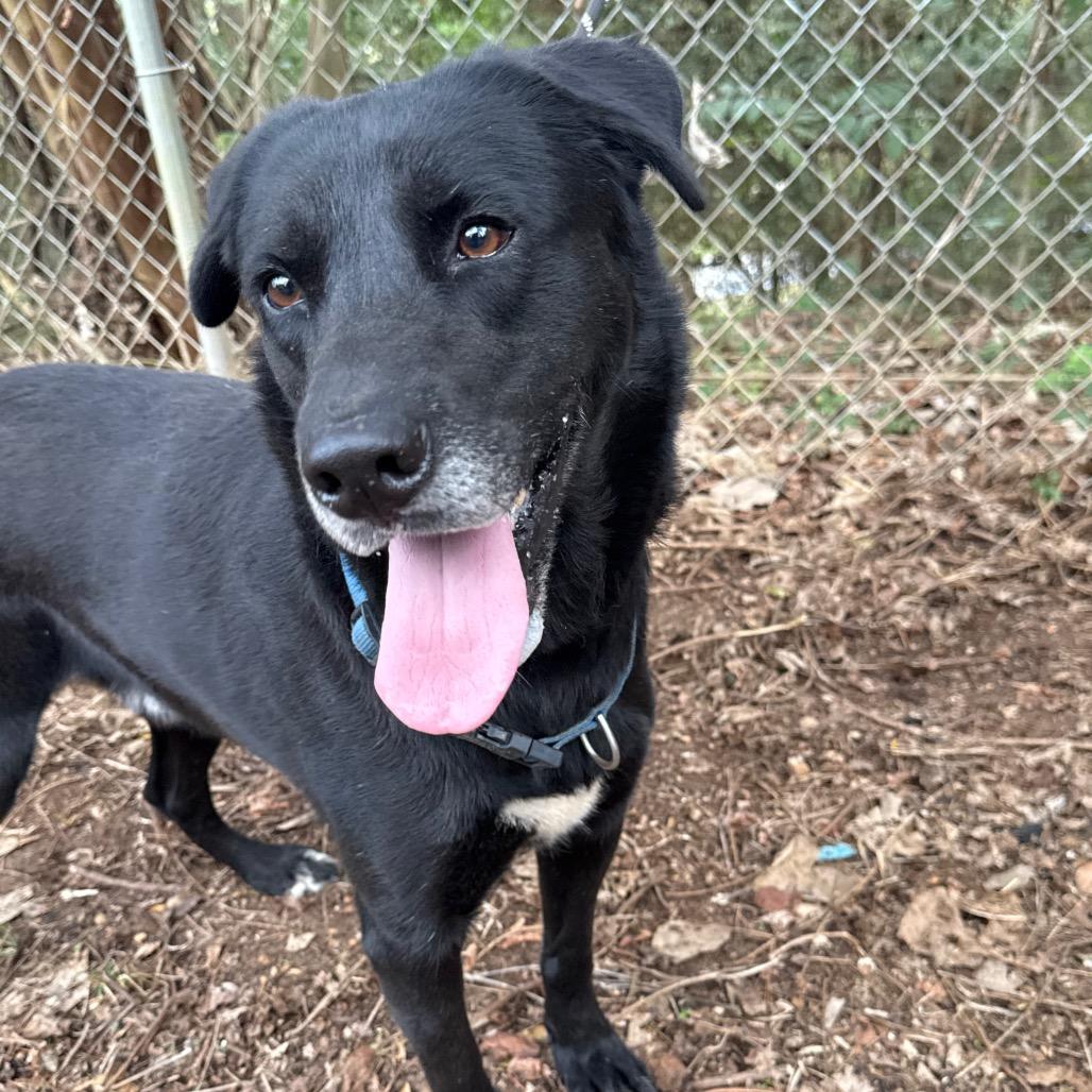 Enlarge Achilles, a Adoptable Black Labrador Retriever in Monroeville, AL image 2/6