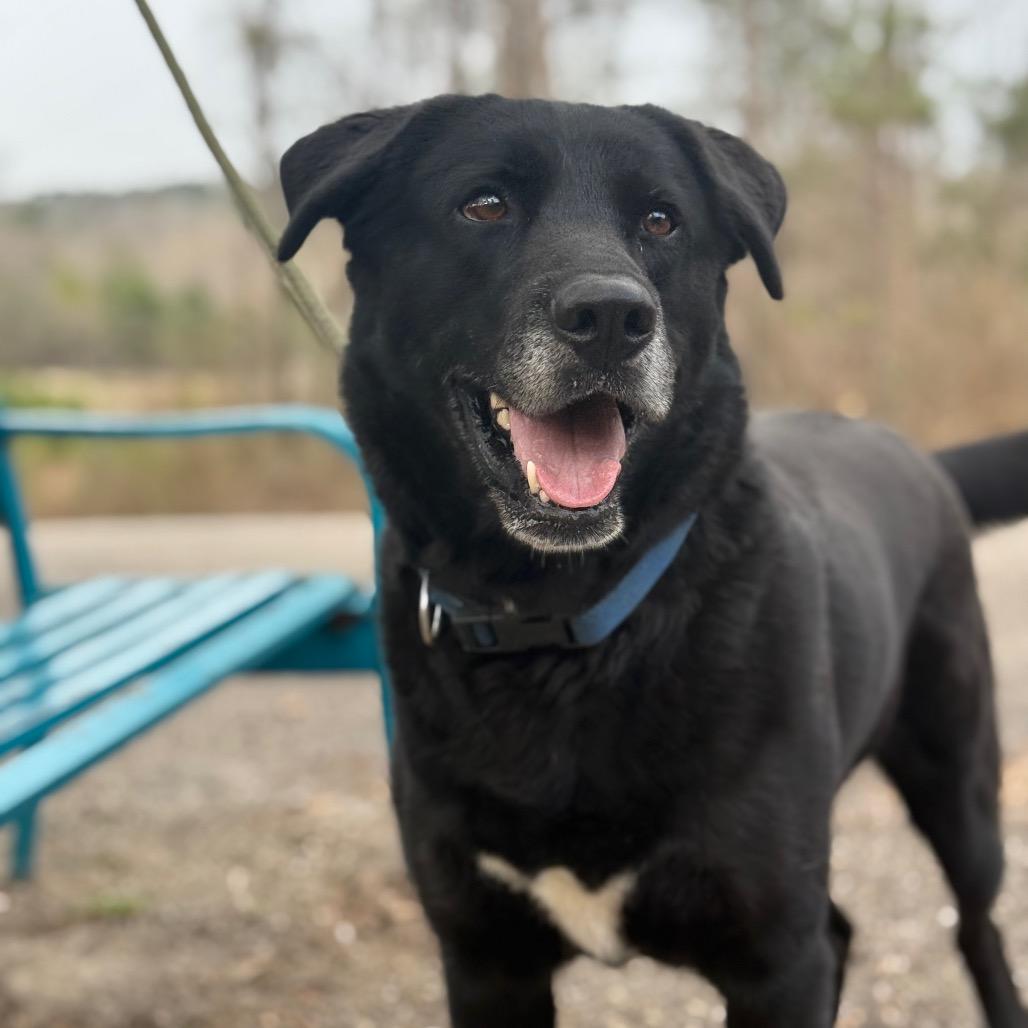 Enlarge Achilles, a Adoptable Black Labrador Retriever in Monroeville, AL image 3/6