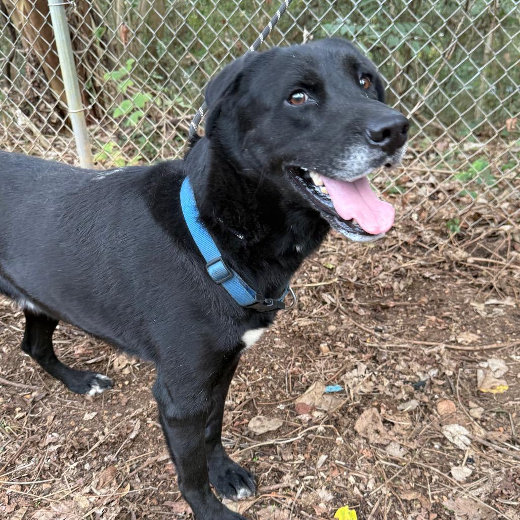 Enlarge Achilles, a Adoptable Black Labrador Retriever in Monroeville, AL image 4/6