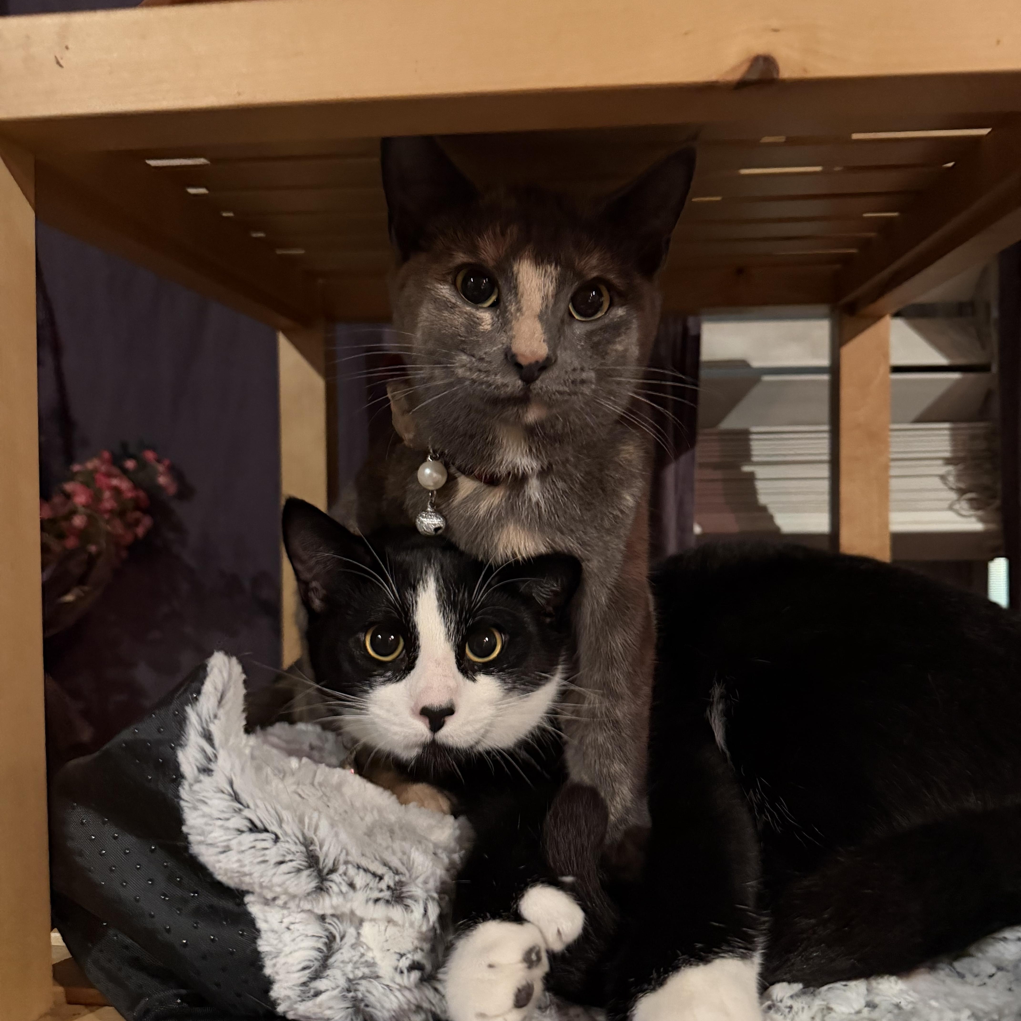 Jilly, adopted, Young Female Dilute Tortoiseshell.