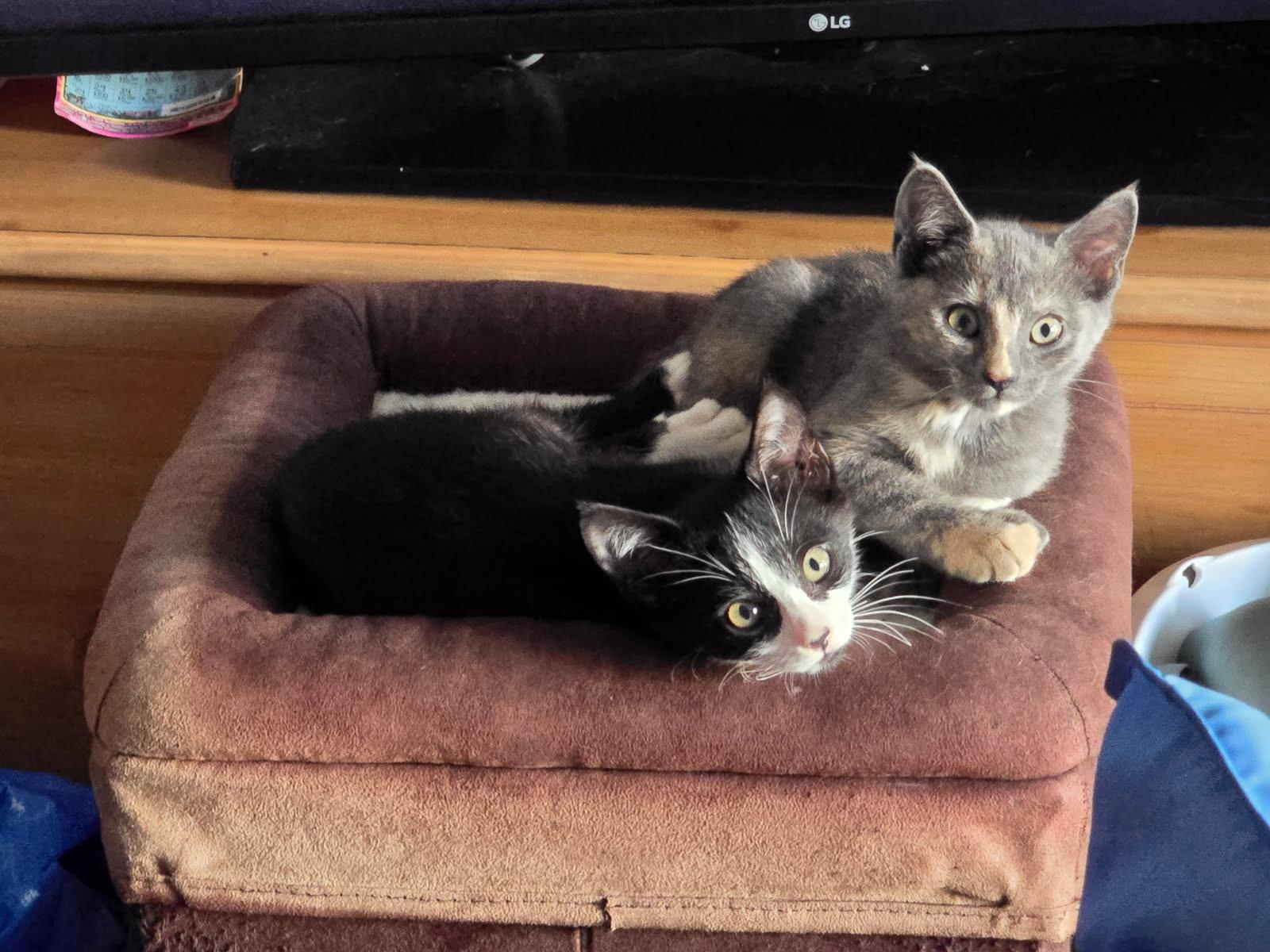 Jilly, ADOPTABLE, Young Female Dilute Tortoiseshell.