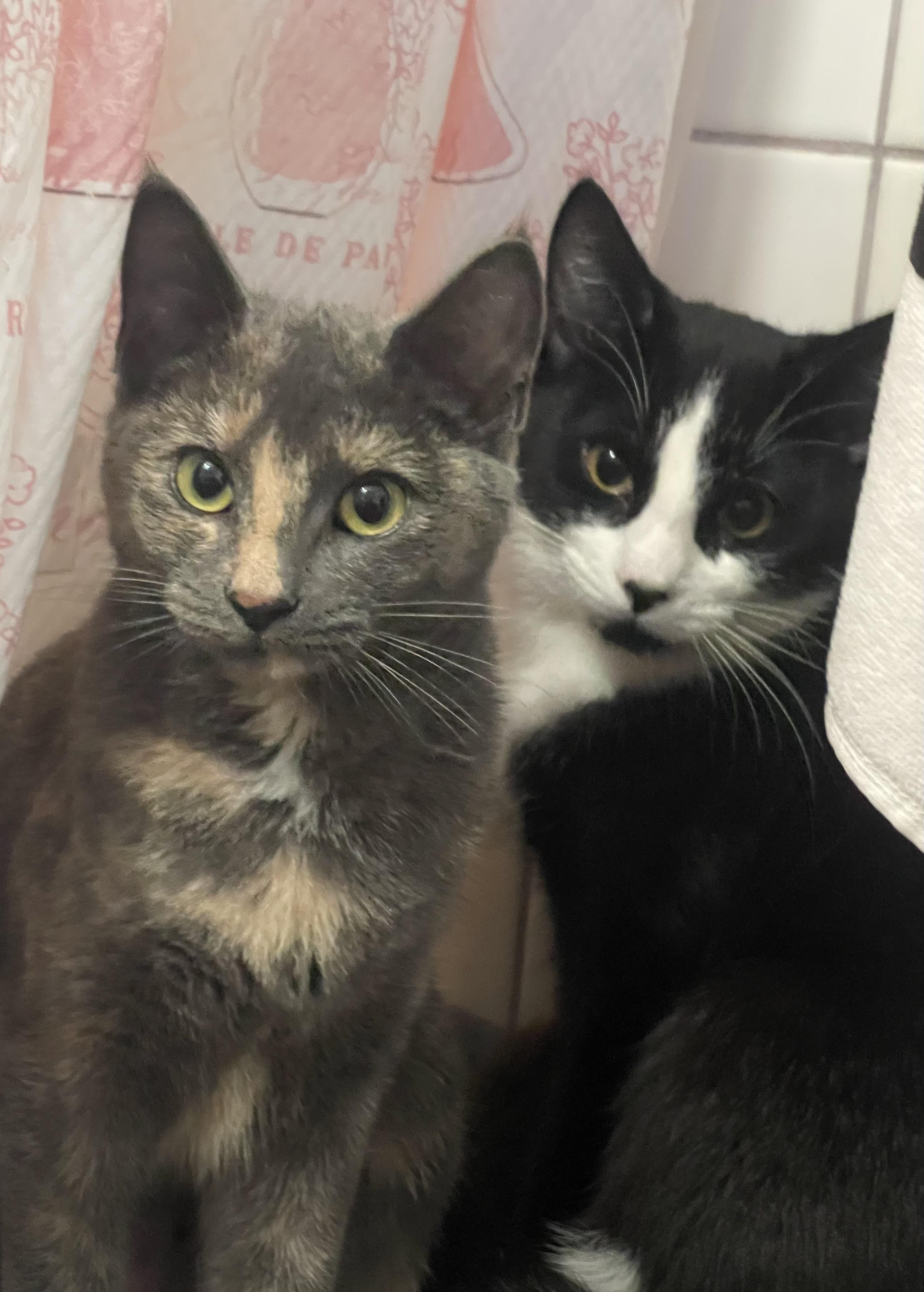 Enlarge Jilly, a ADOPTABLE Dilute Tortoiseshell in San Diego, CA image 2/3