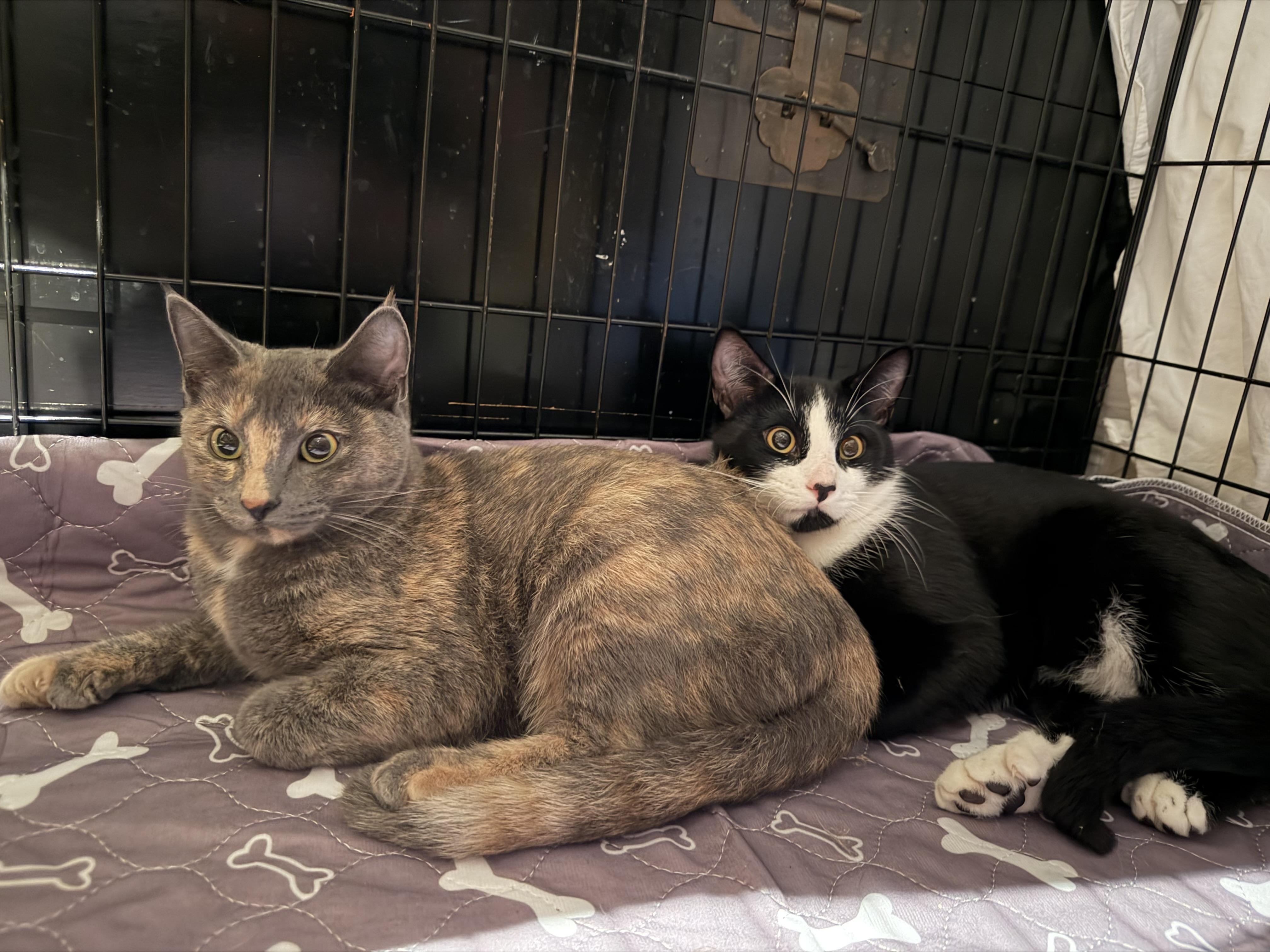 Enlarge Jilly, an adopted Dilute Tortoiseshell in San Diego, CA image 3/4