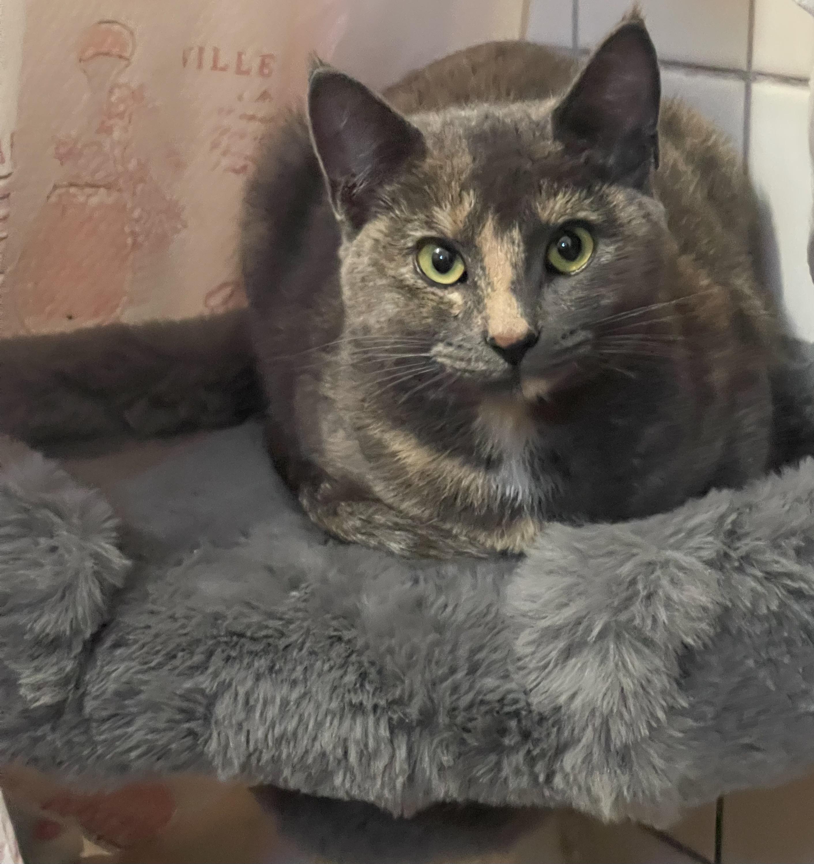 Enlarge Jilly, a ADOPTABLE Dilute Tortoiseshell in San Diego, CA image 3/3