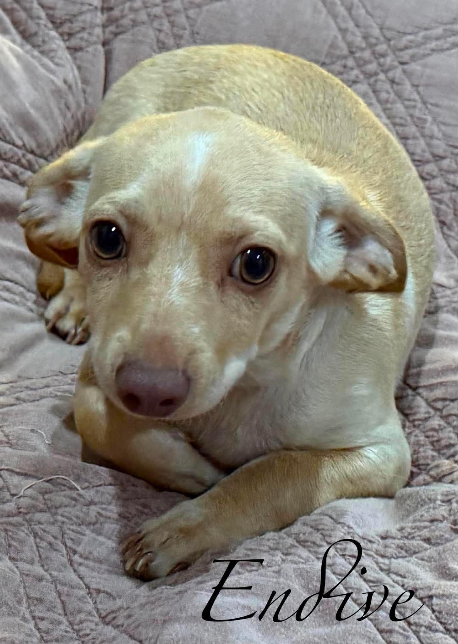 Enlarge Endive, a Adoptable mixed breed in New Baltimore, MI image 1/4