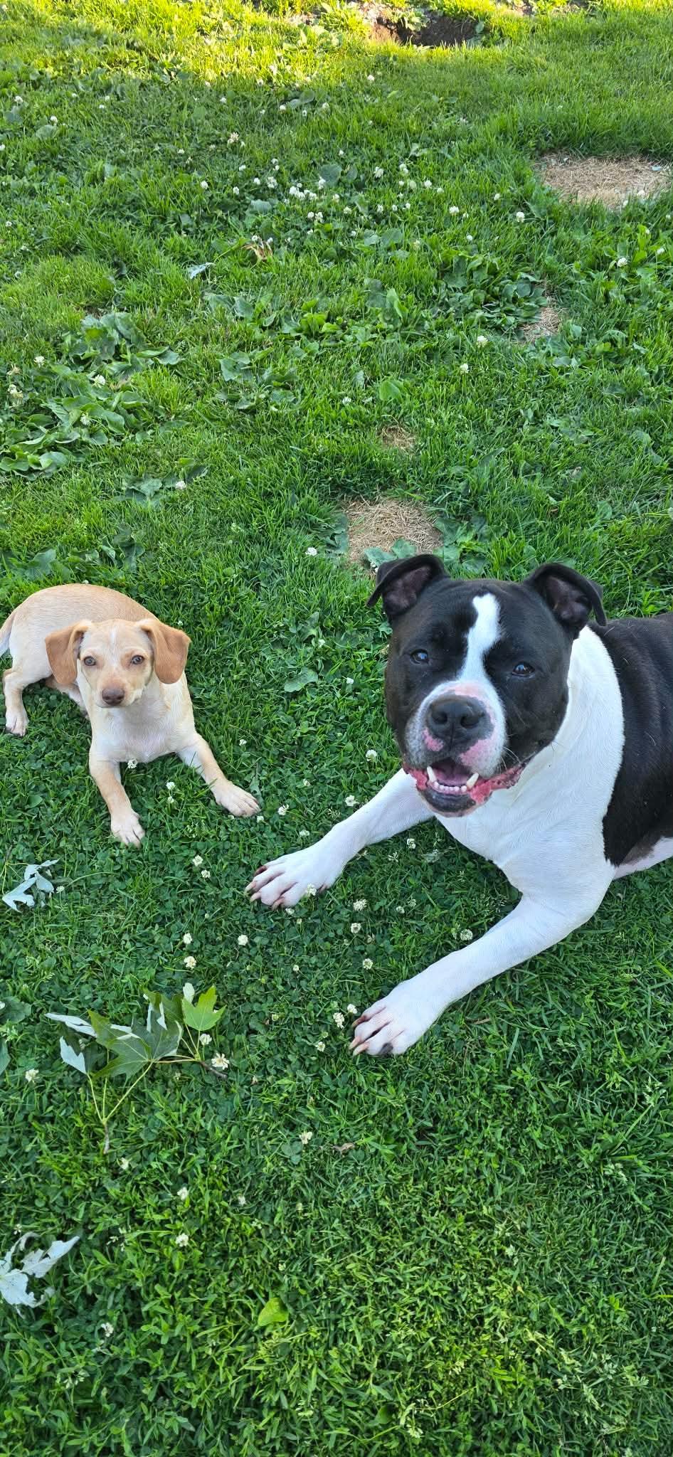 Enlarge Endive, a Adoptable mixed breed in New Baltimore, MI image 2/4