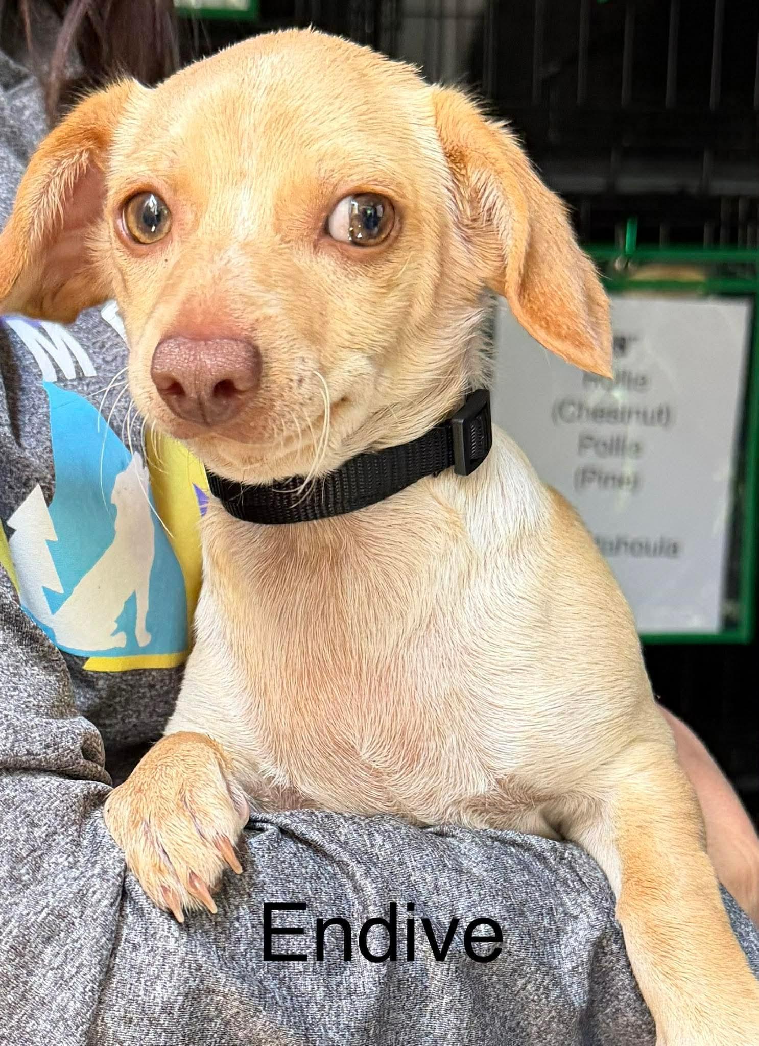 Enlarge Endive, a Adoptable mixed breed in New Baltimore, MI image 4/4