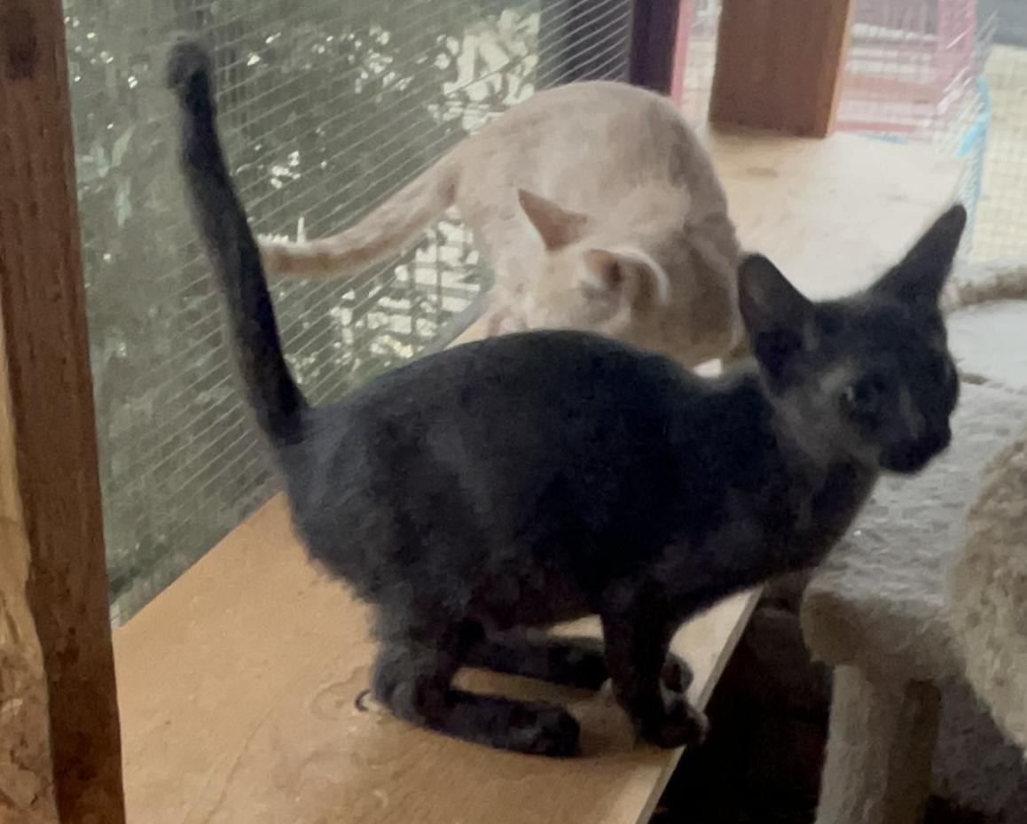 Enlarge Skylark, a Adoptable mixed breed in Moreno Valley, CA image 3/6