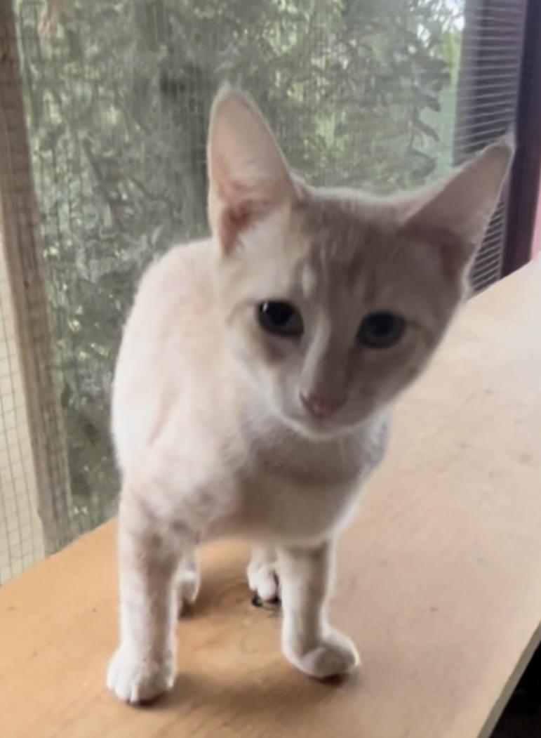 Skylark, Adoptable, Kitten Male American Shorthair & Domestic Short Hair.