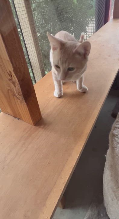 Enlarge Skylark, a Adoptable mixed breed in Moreno Valley, CA video 6/6