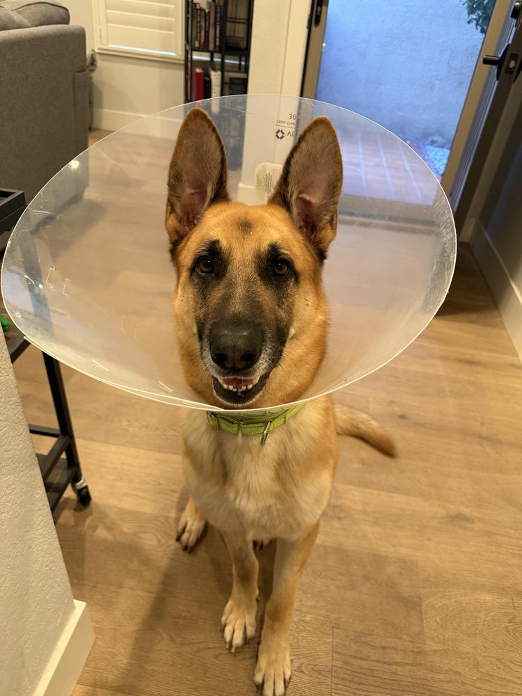 Enlarge Tank, a Adoptable German Shepherd Dog in Windsor, CA image 1/5