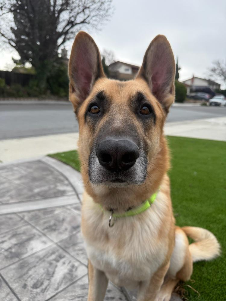 Enlarge Tank, a Adoptable German Shepherd Dog in Windsor, CA image 2/5