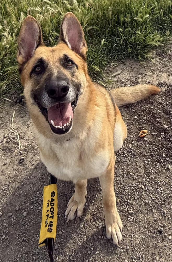 Enlarge Tank, a Adoptable German Shepherd Dog in Windsor, CA image 3/5
