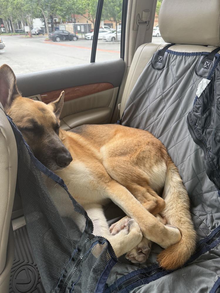Enlarge Tank, a Adoptable German Shepherd Dog in Windsor, CA image 4/5