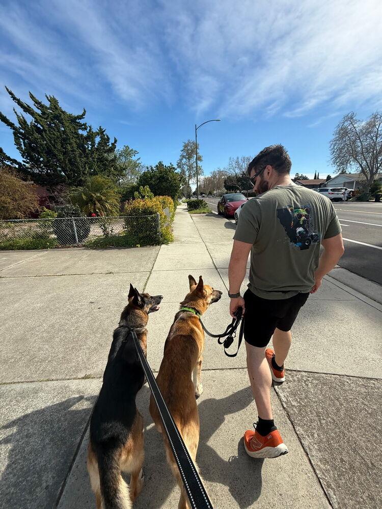Enlarge Tank, a Adoptable German Shepherd Dog in Windsor, CA image 5/5