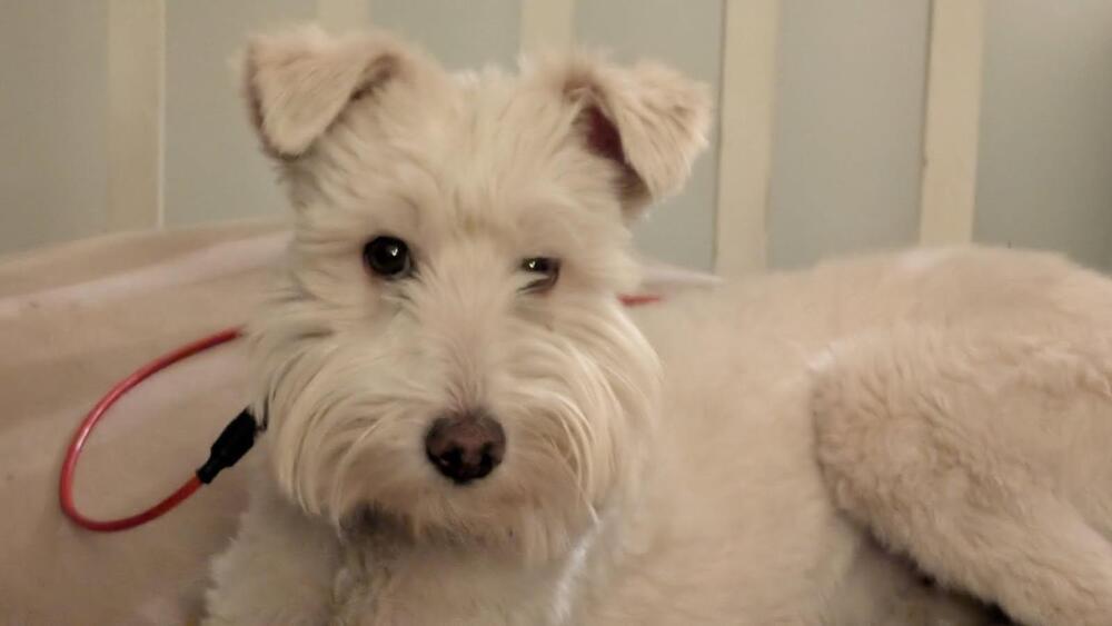 Nola, Adoptable, Adult Female Poodle & Schnauzer.