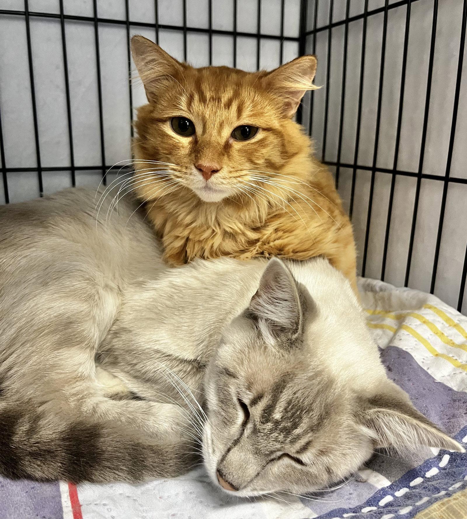 Enlarge Minnie and Ghost, a Adoptable Domestic Short Hair in Shawnee, KS image 1/3