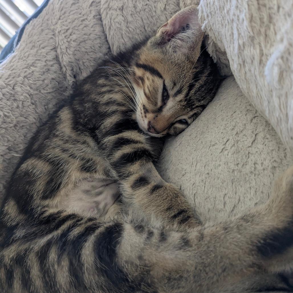 Sedona, a Adoptable Domestic Short Hair in Abbotsford, BC image 1/4