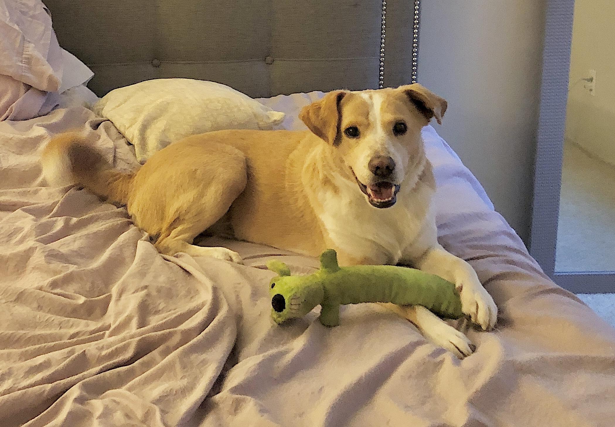 Enlarge JuJu, an adopted Mixed Breed in San Diego, CA image 3/6