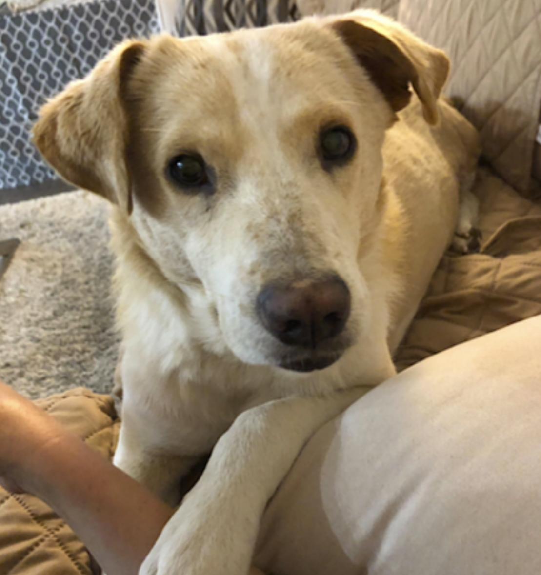 Enlarge JuJu, an adopted Mixed Breed in San Diego, CA image 4/6