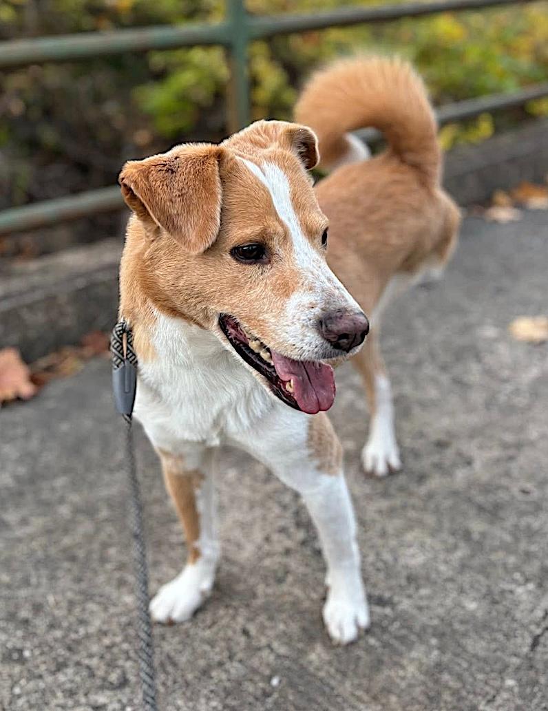 Enlarge JuJu, an adopted Mixed Breed in San Diego, CA image 2/6