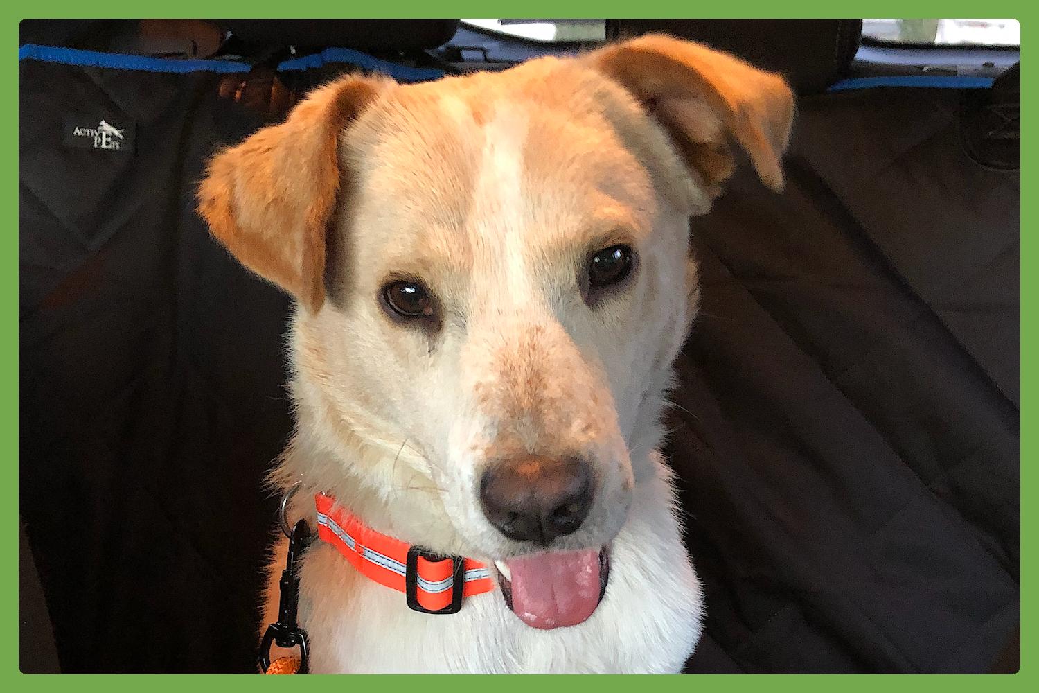 Enlarge JuJu, an adopted Mixed Breed in San Diego, CA image 1/6