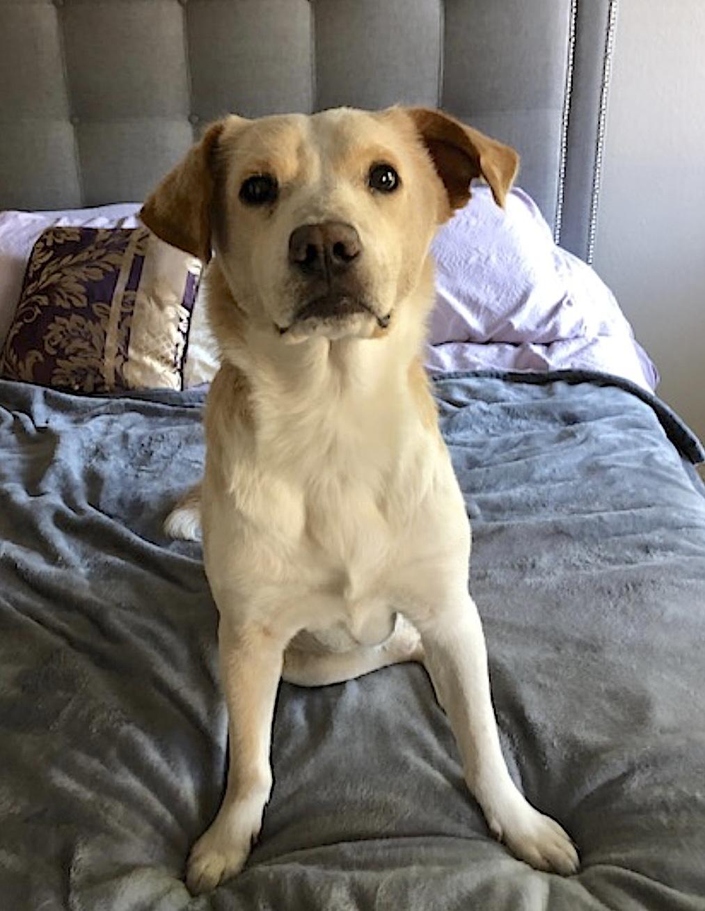 Enlarge JuJu, an adopted Mixed Breed in San Diego, CA image 5/6