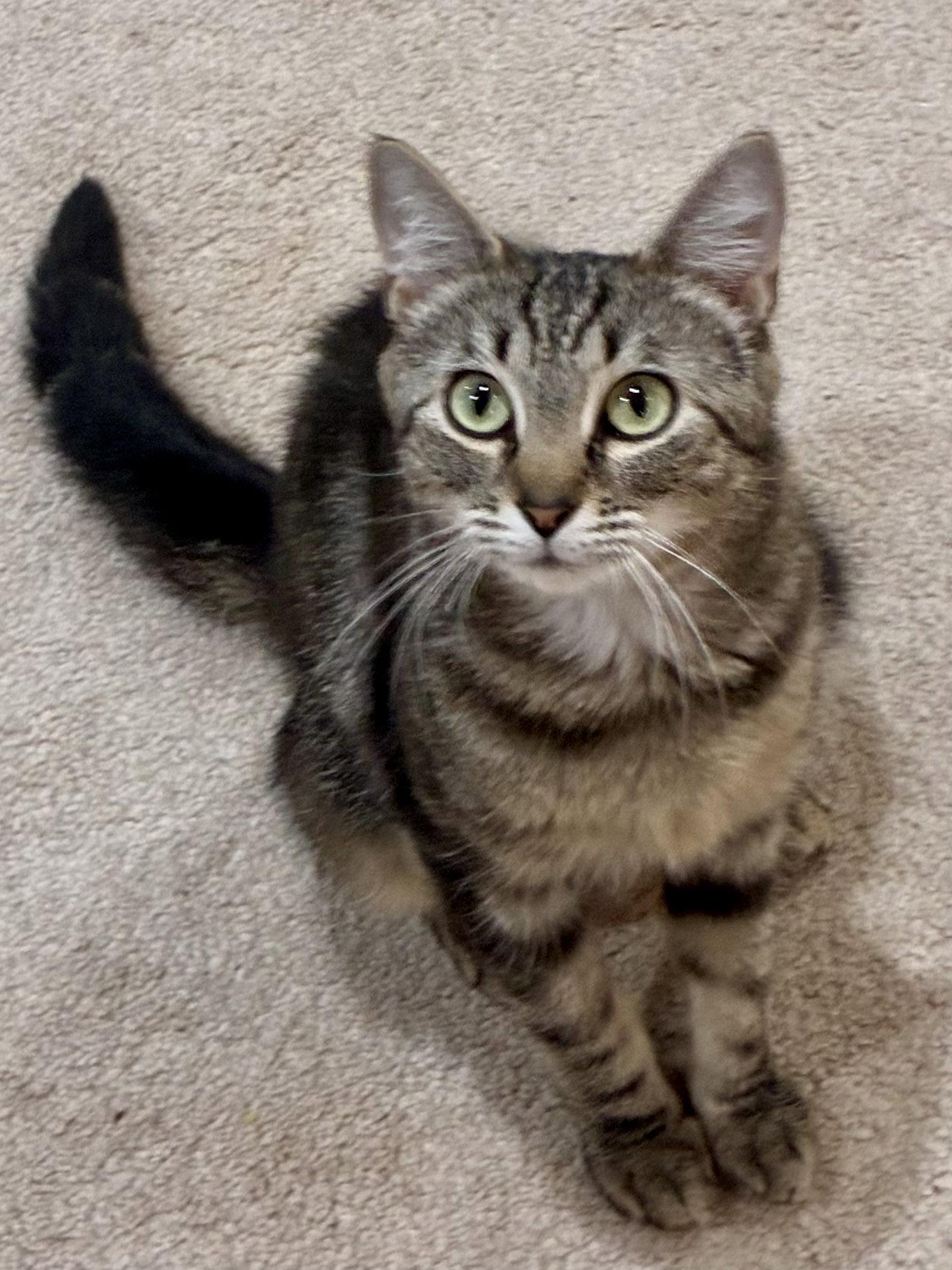 CAT - Isabella, Adoptable, Young Female Domestic Short Hair & Tabby.