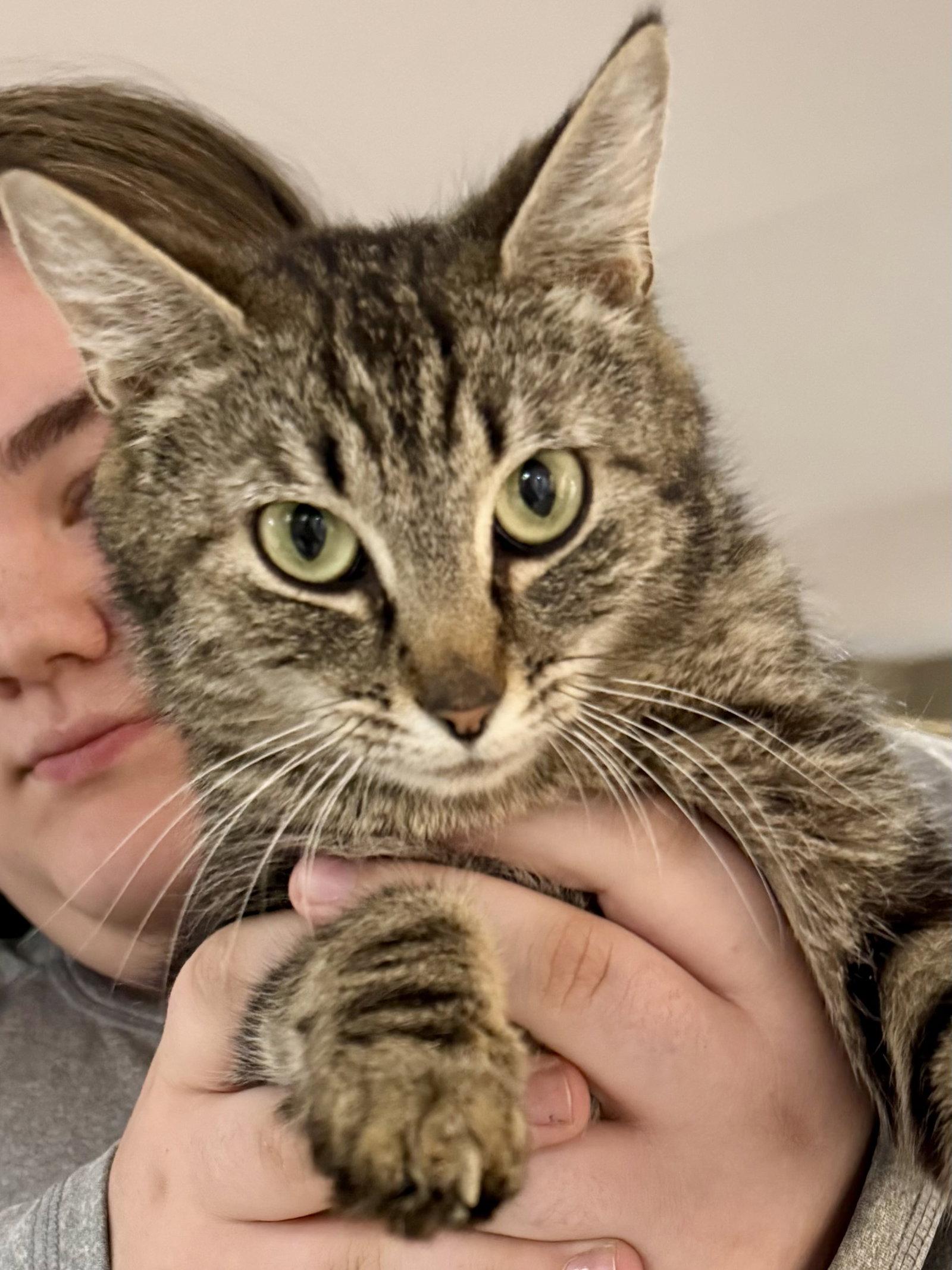 Enlarge CAT - Isabella, a Adoptable mixed breed in GILBERTS, IL image 2/3