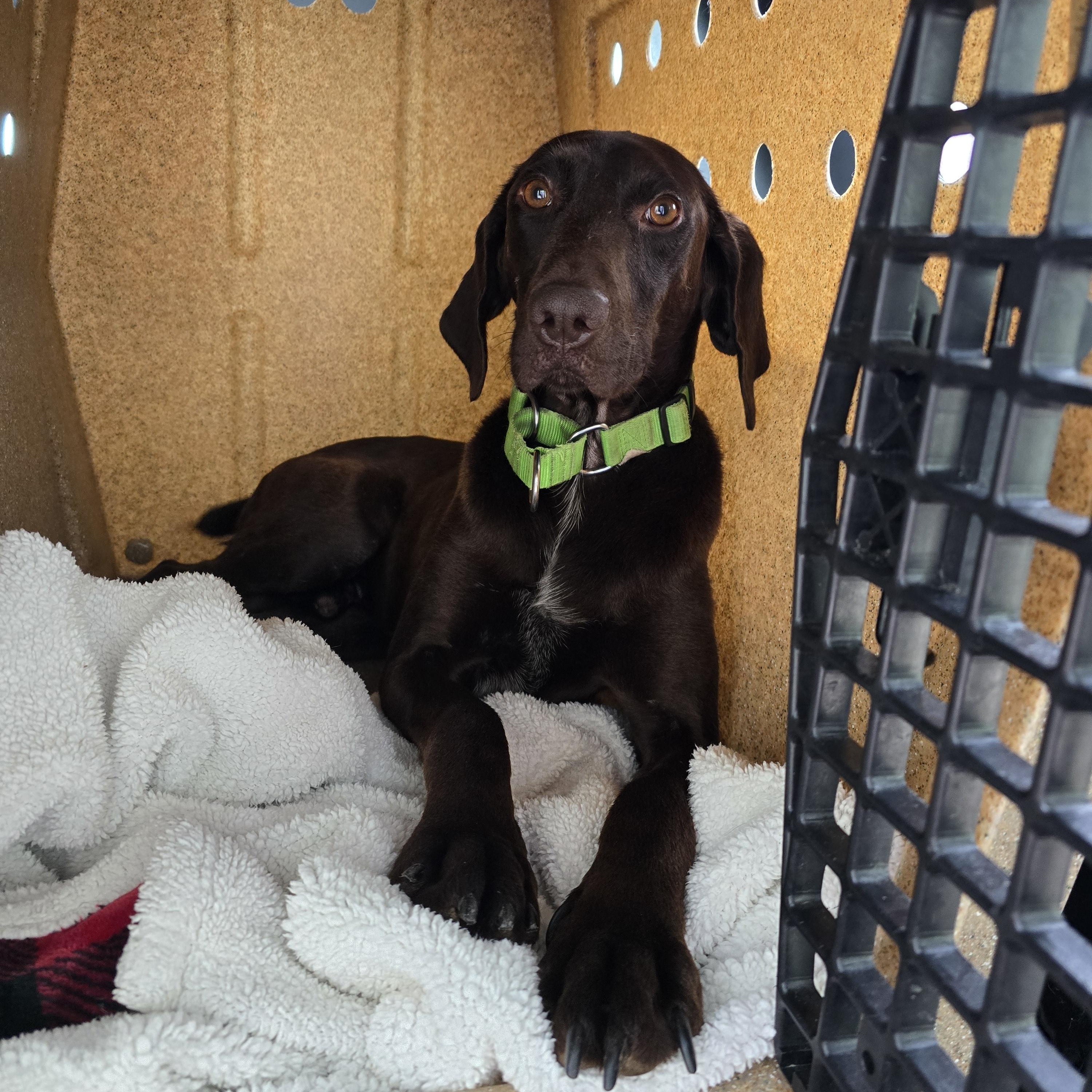 River, Adopted, Young Male German Shorthaired Pointer.
