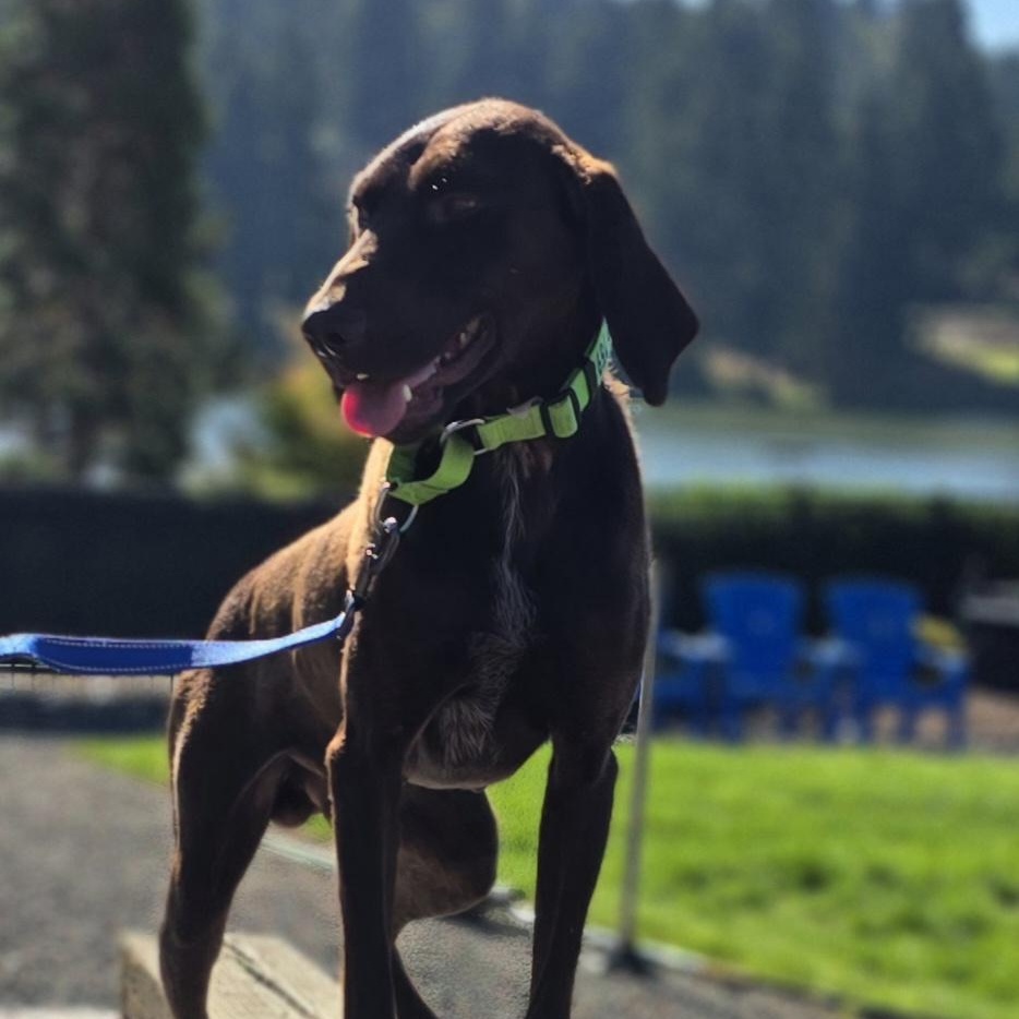 Enlarge River, a Adopted German Shorthaired Pointer in Oregon City, OR image 2/4