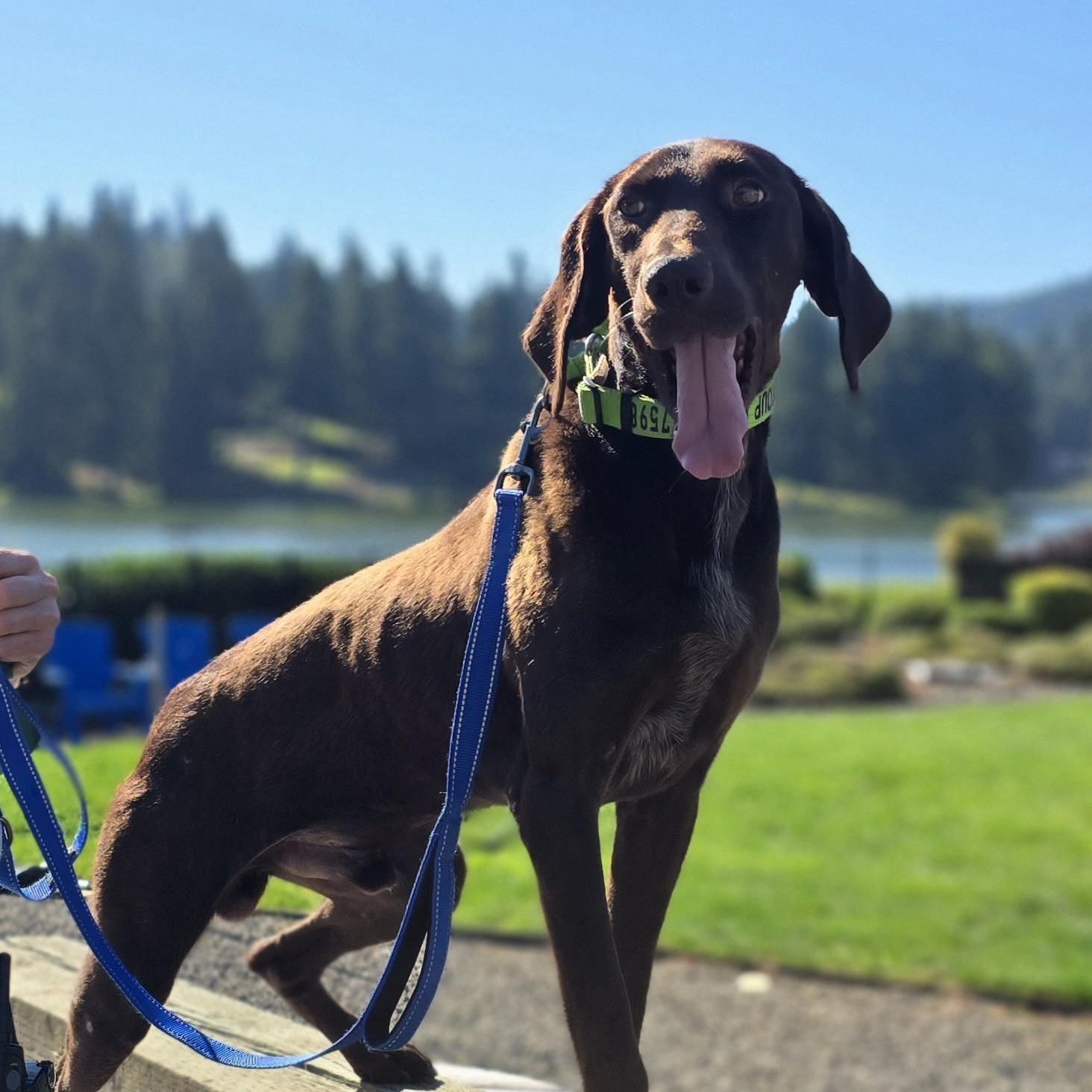 Enlarge River, a Adopted German Shorthaired Pointer in Oregon City, OR image 3/4