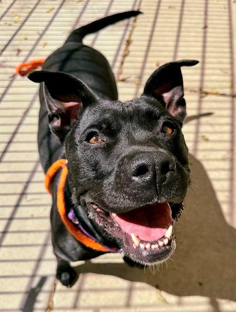 MISSY, Adoptable, Adult Female Pit Bull Terrier.