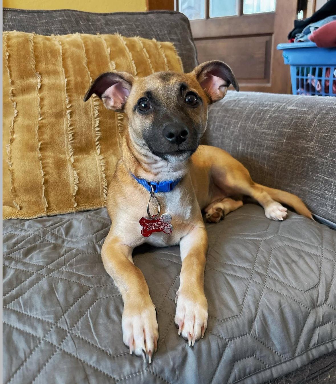Cabo, Adoptable, Young Male Chihuahua.