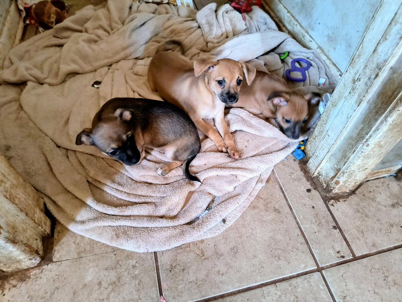 Cabo, Adoptable, Young Male Chihuahua.