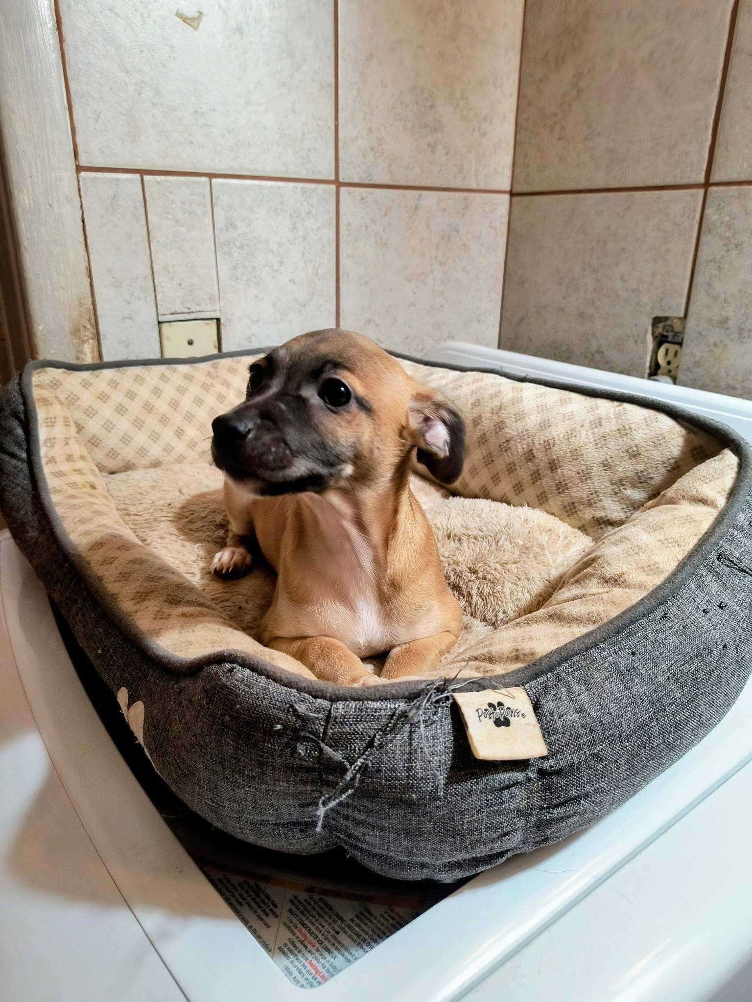 Cabo, a Adoptable Chihuahua in Grafton, WI image 2/2