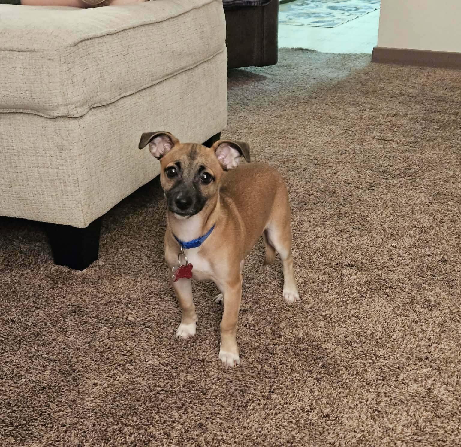 Enlarge Cabo, a Adoptable Chihuahua in Grafton, WI image 3/3