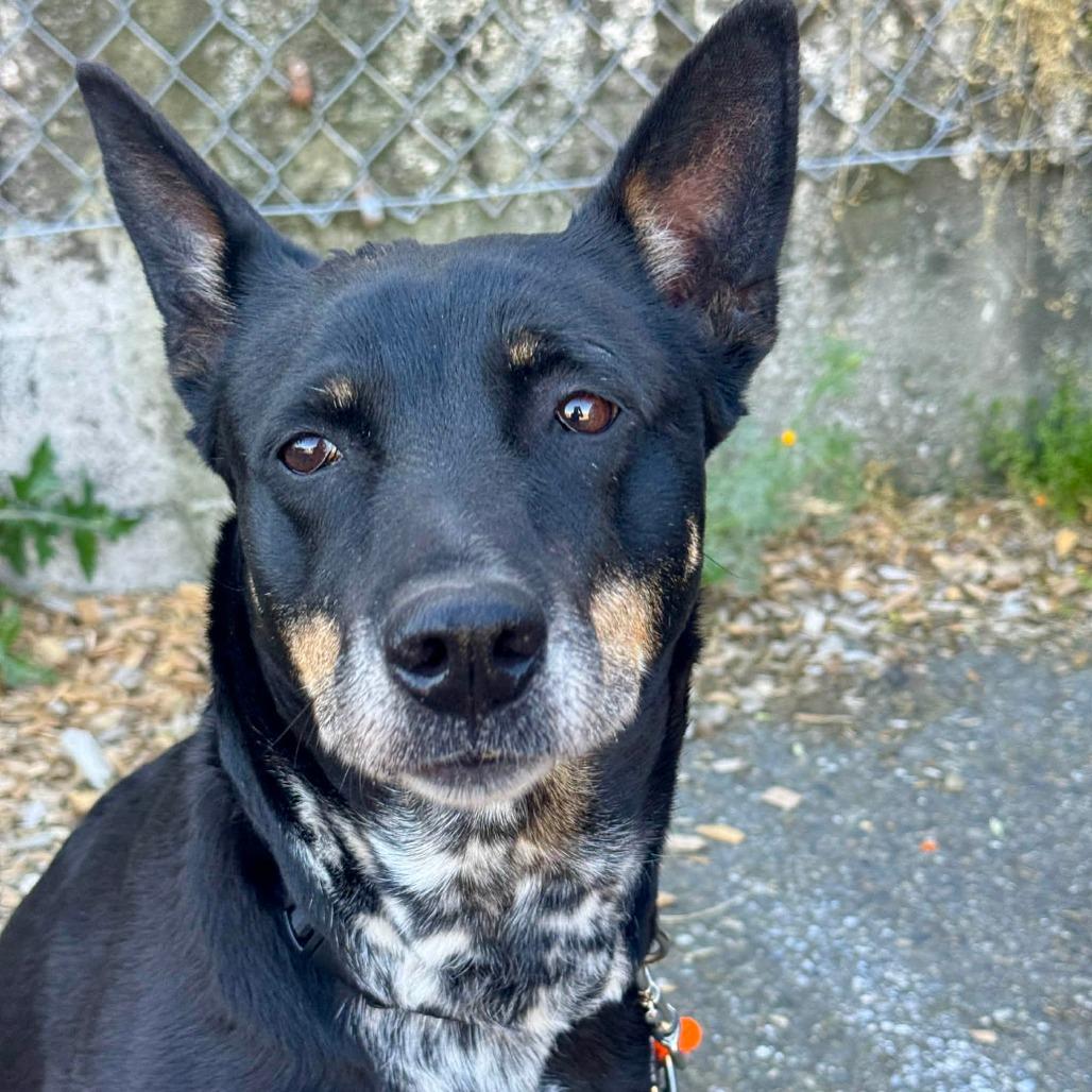 Olive, a Adoptable mixed breed in Tacoma, WA image 1/2