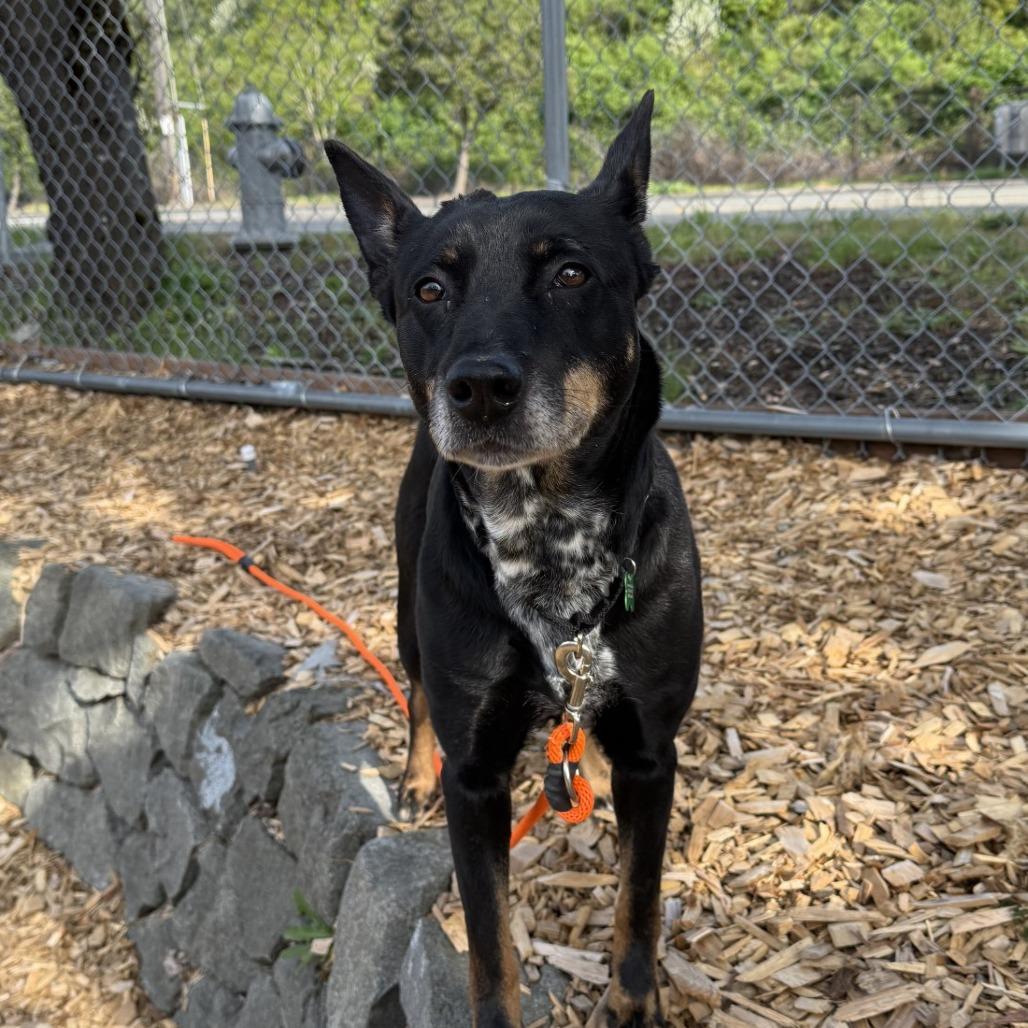 Olive, a Adoptable mixed breed in Tacoma, WA image 2/2