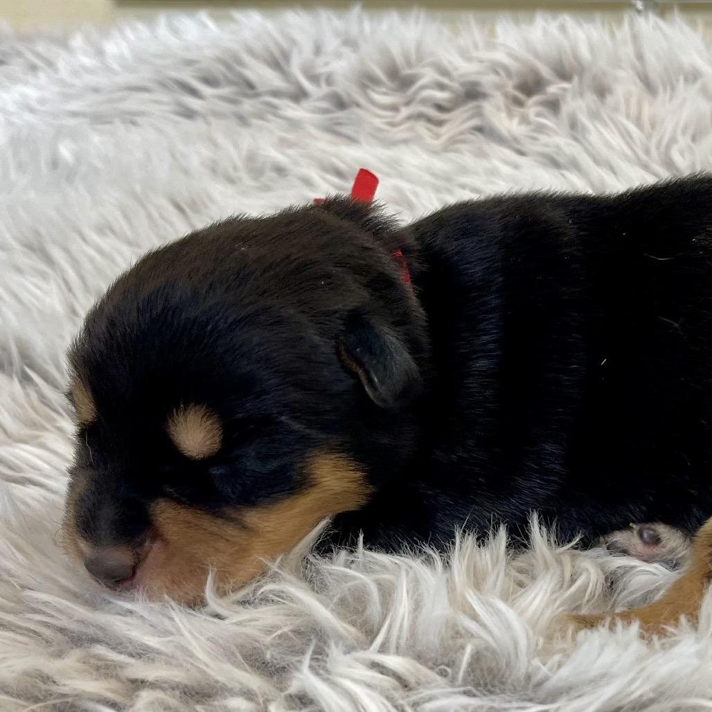 Noel, Adoptable, Puppy Female Shepherd & Cattle Dog.