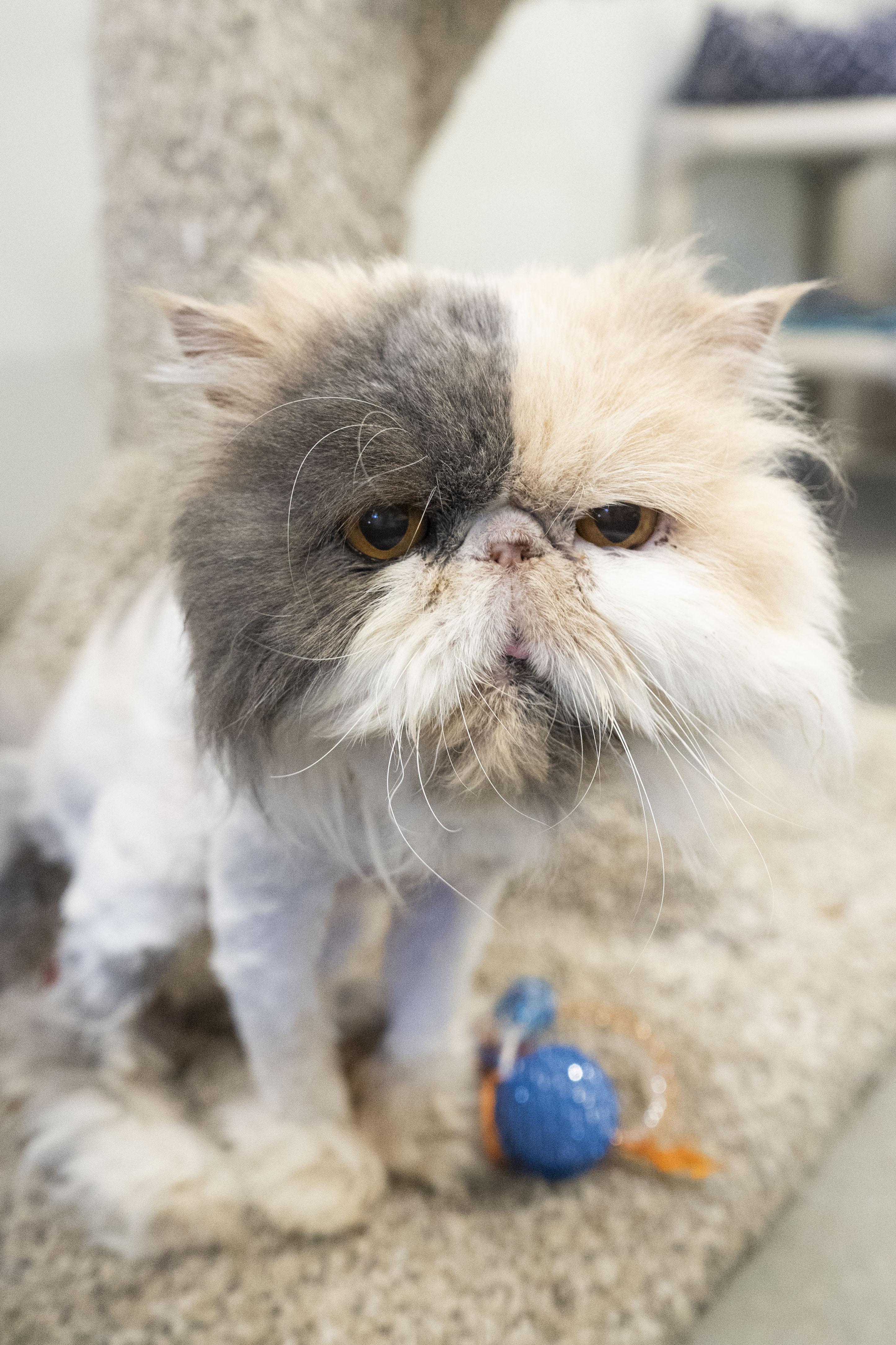 Callie, adopted, Senior Female Persian.