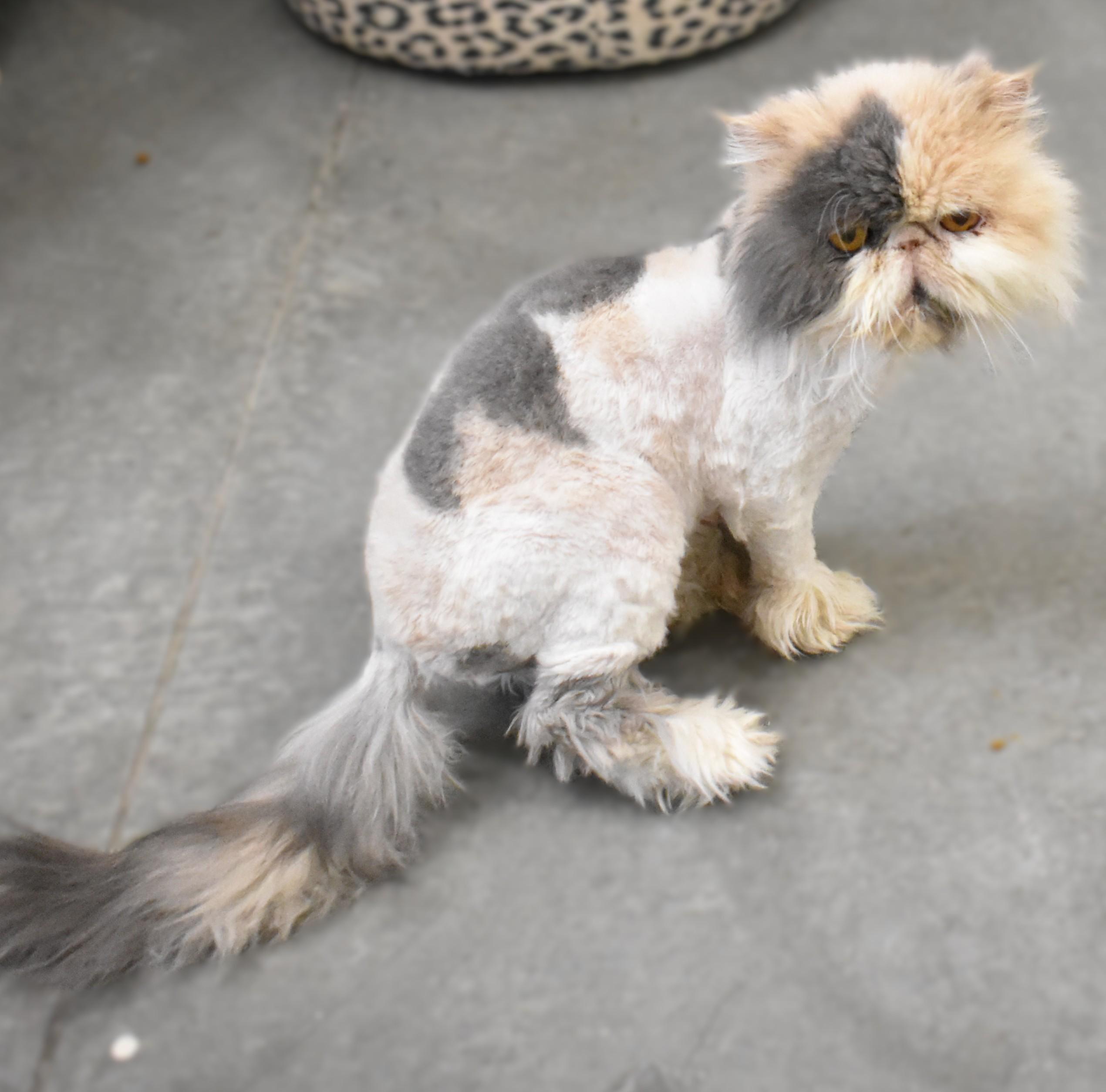 Enlarge Callie, an adopted Persian in Boise, ID image 2/3