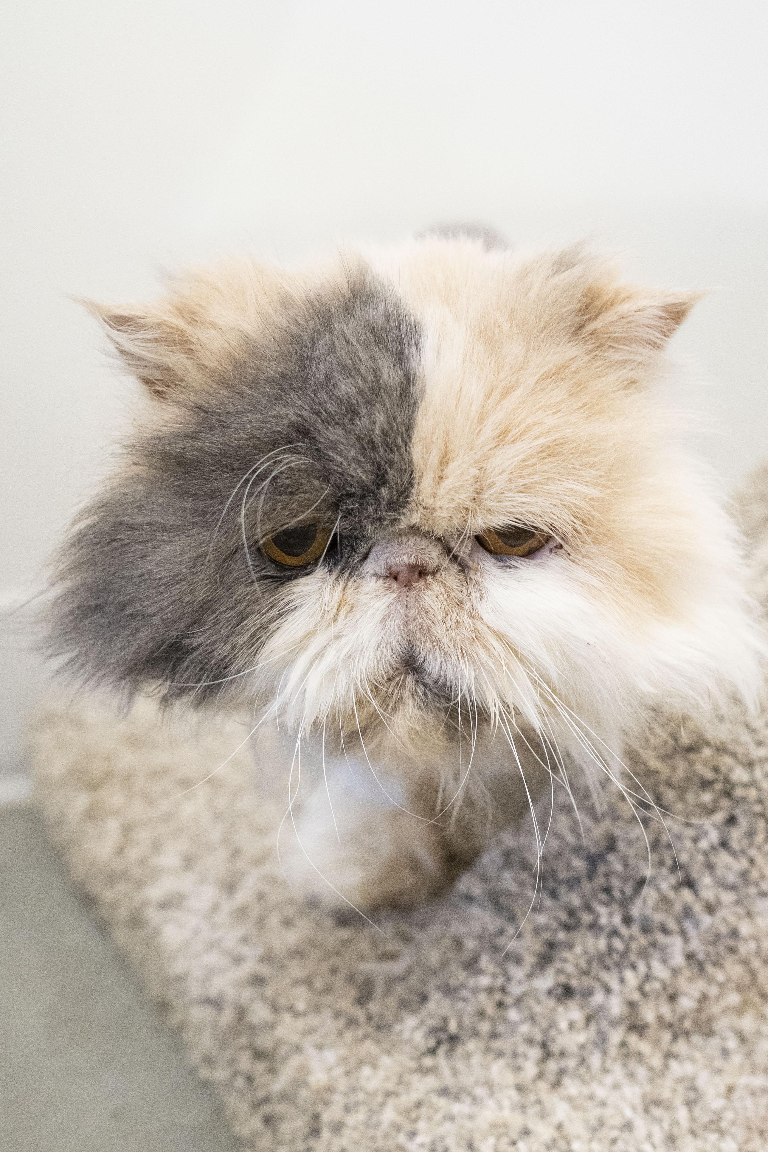 Enlarge Callie, an adopted Persian in Boise, ID image 3/3