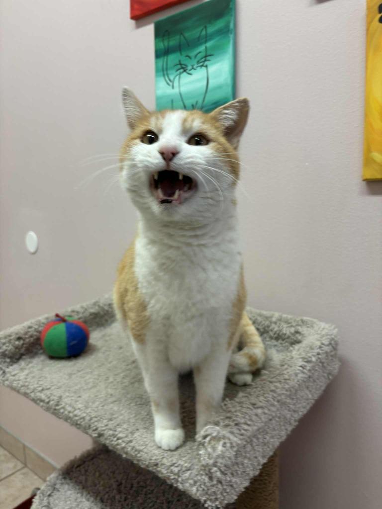 Sparrow, a ADOPTABLE Domestic Short Hair in Hurricane, UT image 1/2