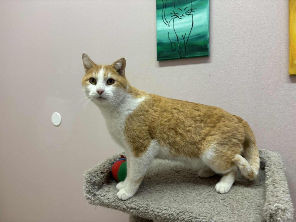 Sparrow, a ADOPTABLE Domestic Short Hair in Hurricane, UT image 2/2