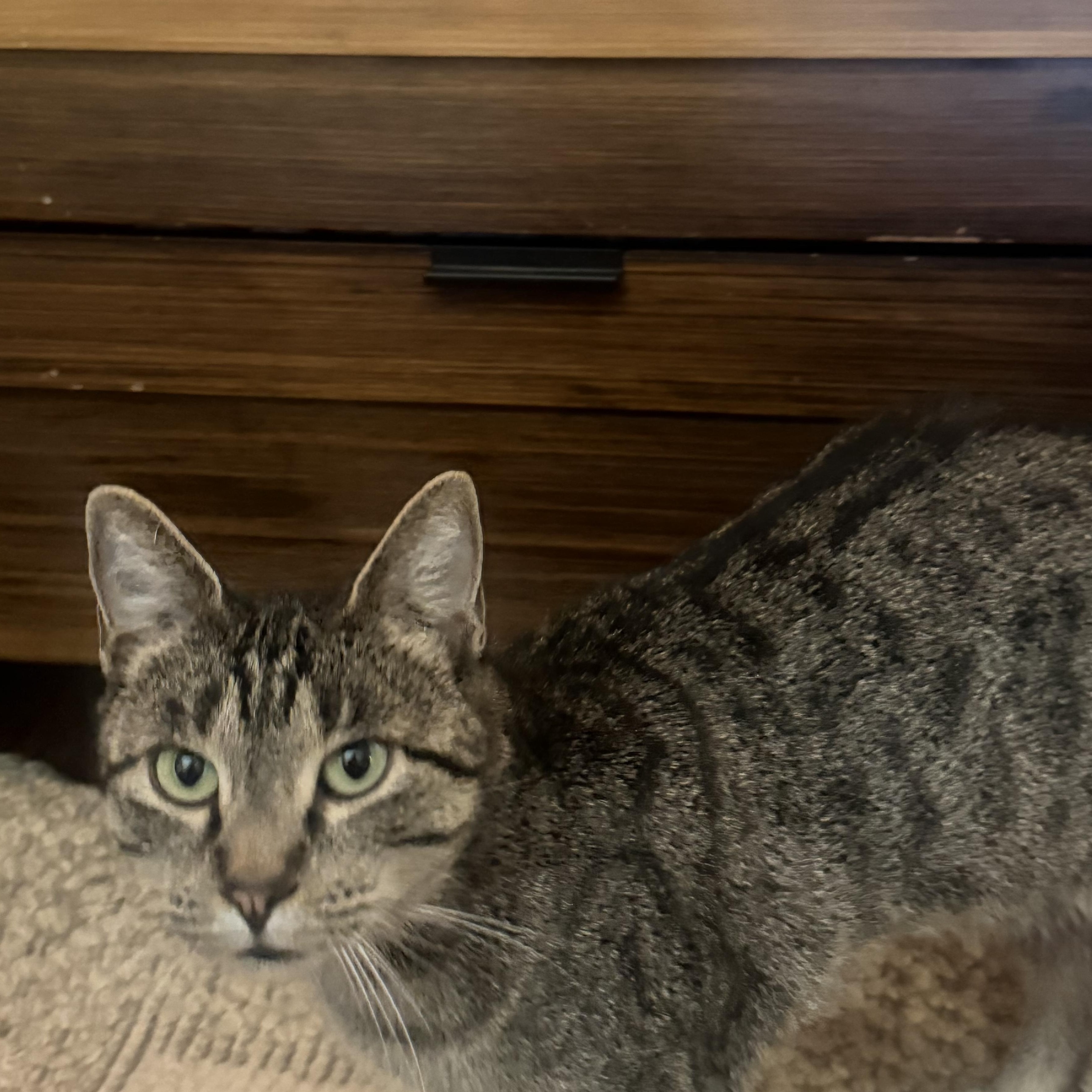 Mama, Adoptable, Young Female Tabby.