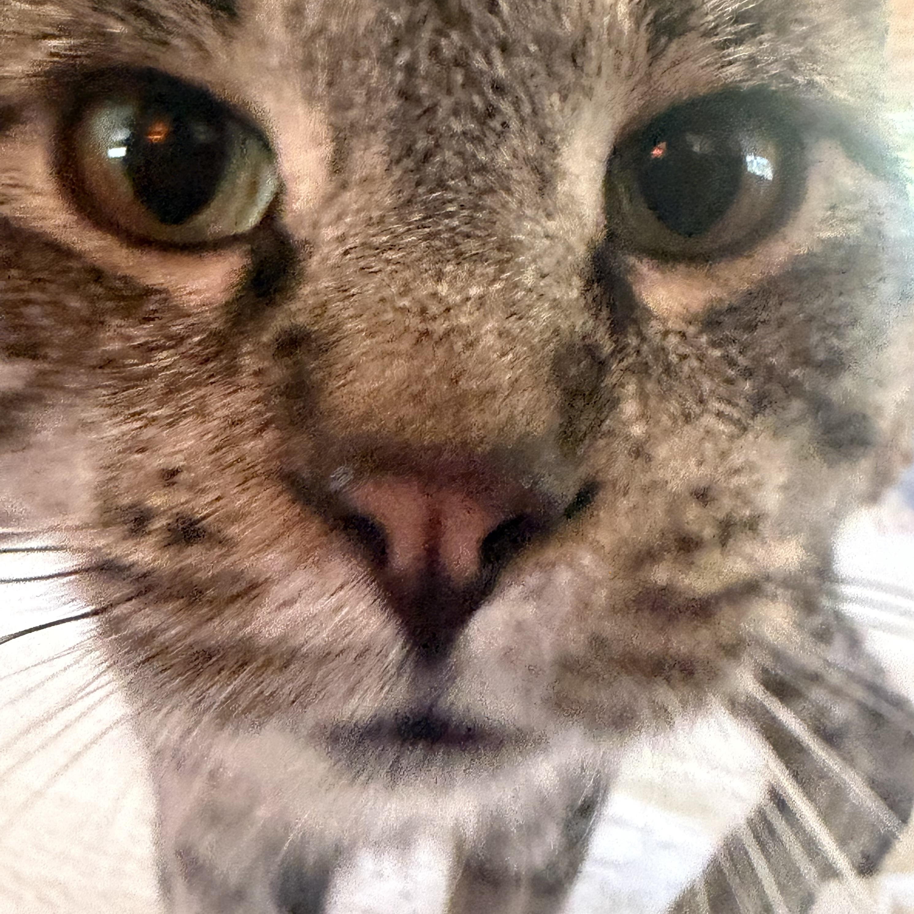 Enlarge Mama, a Adoptable Tabby in Estes Park, CO image 2/2